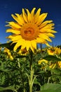 Flower Sunflowers. Blooming in farm - field with blue sky. Beautiful natural colored background. Royalty Free Stock Photo