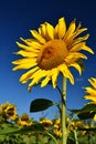 Flower Sunflowers. Blooming in farm - field with blue sky. Beautiful natural colored background. Royalty Free Stock Photo