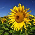 Flower Sunflowers. Blooming in farm - field with blue sky. Beautiful natural colored background. Royalty Free Stock Photo