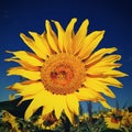 Flower Sunflowers. Blooming in farm - field with blue sky. Beautiful natural colored background. Royalty Free Stock Photo