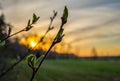 Flower on sunset background