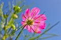 Flower in sunshines. Royalty Free Stock Photo