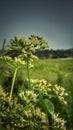 Flower sunshines Royalty Free Stock Photo