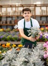 flower supermarket male vendor examines shelf of Cineraria to detect problematic plants