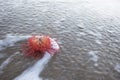 Flower Swamped by Wave with Foam and Lines