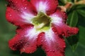 Flower, sweet blossom red impala lily flower with sparkling water drops and green background Royalty Free Stock Photo