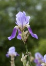 Flower of a sweet iris