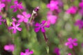 Flower of a Sweet William catchfly, Silene armeria