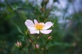 Flower of sweetbrier or wild rose Royalty Free Stock Photo