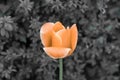 Orange tulip soul in black white for peace heal hope
