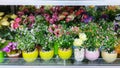 Flower table decoration with colorful pots Royalty Free Stock Photo