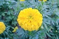 Flower tagetes erecta or the Mexican marigold the genus tagetes native to Mexico