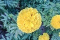 Flower tagetes erecta or the Mexican marigold the genus tagetes native to Mexico