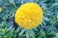 Flower tagetes erecta or the Mexican marigold the genus tagetes native to Mexico