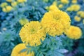 Flower tagetes erecta or the Mexican marigold the genus tagetes native to Mexico