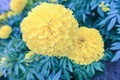 Flower tagetes erecta or the Mexican marigold the genus tagetes native to Mexico