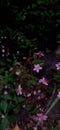 The flower of Talinum Fruticosum on dark foliage background