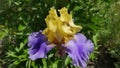 The flower of yellow-blue iris varieties Edith Wolforg. Close-up.