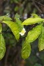 Flower of tea plant Camellia sinensis White flower on a branch, Chinese tea bush blooming