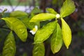 Flower of tea plant Camellia sinensis White flower on a branch, Chinese tea bush blooming