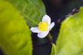 Flower of tea plant Camellia sinensis White flower on a branch, Chinese tea bush blooming