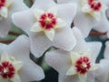 Flower tears  2 - Hoya carnosa close-up Royalty Free Stock Photo