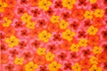 Flower texture background