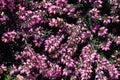 Flower texture of common heather Calluna Vulgaris