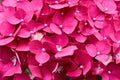 Flower texture of pink hydrangea. Bright saturated color of inflorescence petals fills the entire field. Bush ornamental flowering
