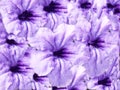 Flower textures