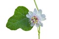 Flower from Thailand on white background