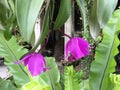 Flower and their leaves