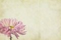 Flower Themed Paper Background Royalty Free Stock Photo