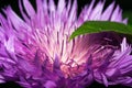 A flower of a thistle with brightly violet long petals.