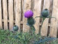 Flowering thistles at the wooden fence.
