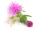 Flower thistle isolated on white background macro Royalty Free Stock Photo