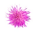 Flower thistle isolated on white background macro Royalty Free Stock Photo