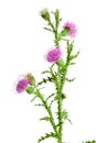 Flower thistle isolated on white background macro Royalty Free Stock Photo