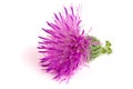 Flower thistle isolated on white background macro Royalty Free Stock Photo