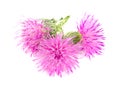 Flower thistle isolated on white background macro Royalty Free Stock Photo