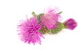 Flower thistle isolated on white background macro Royalty Free Stock Photo