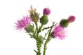 Flower thistle isolated on white background macro Royalty Free Stock Photo