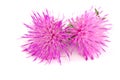 Flower thistle isolated on white background macro Royalty Free Stock Photo