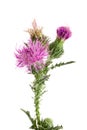Flower thistle isolated on white background macro Royalty Free Stock Photo