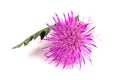 Flower thistle isolated on white background macro Royalty Free Stock Photo