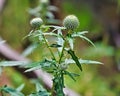 Flower, Thistle, not in bloom, Martin Nature Park