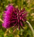 FLOWER OF THISTLE PURPLE COLOR AT THE BLUR BACKGROUND AT THE VILLAGE MEADOW. Royalty Free Stock Photo