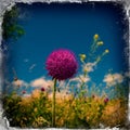 FLOWER OF THISTLE PURPLE COLOR AT THE BLUR BACKGROUND AT THE VILLAGE MEADOW. Royalty Free Stock Photo