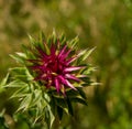 FLOWER OF THISTLE PURPLE COLOR AT THE BLUR BACKGROUND AT THE VILLAGE MEADOW. Royalty Free Stock Photo