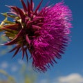 FLOWER OF THISTLE PURPLE COLOR AT THE BLUR BACKGROUND AT THE VILLAGE MEADOW. Royalty Free Stock Photo